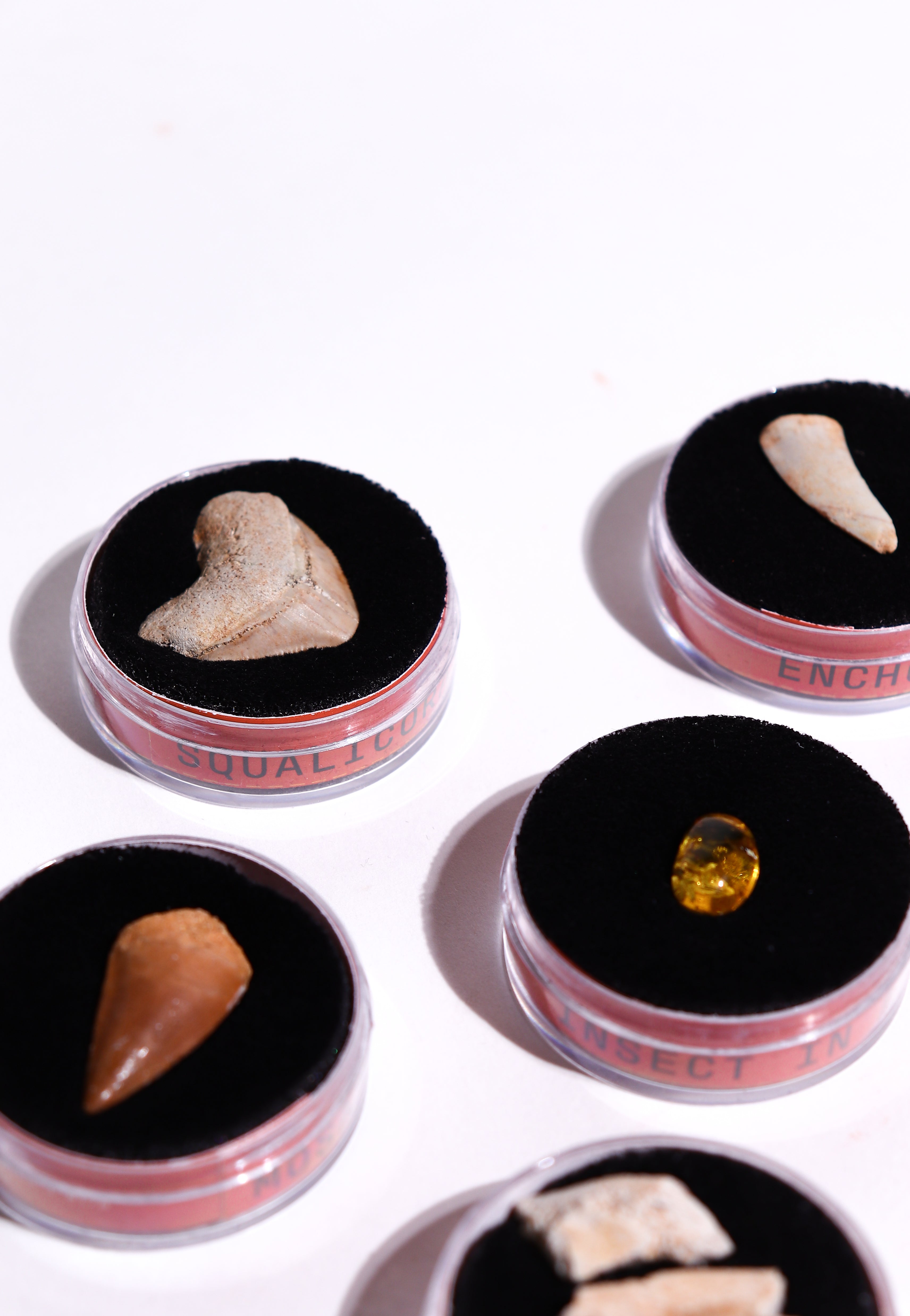 Fossil Blind Bag
