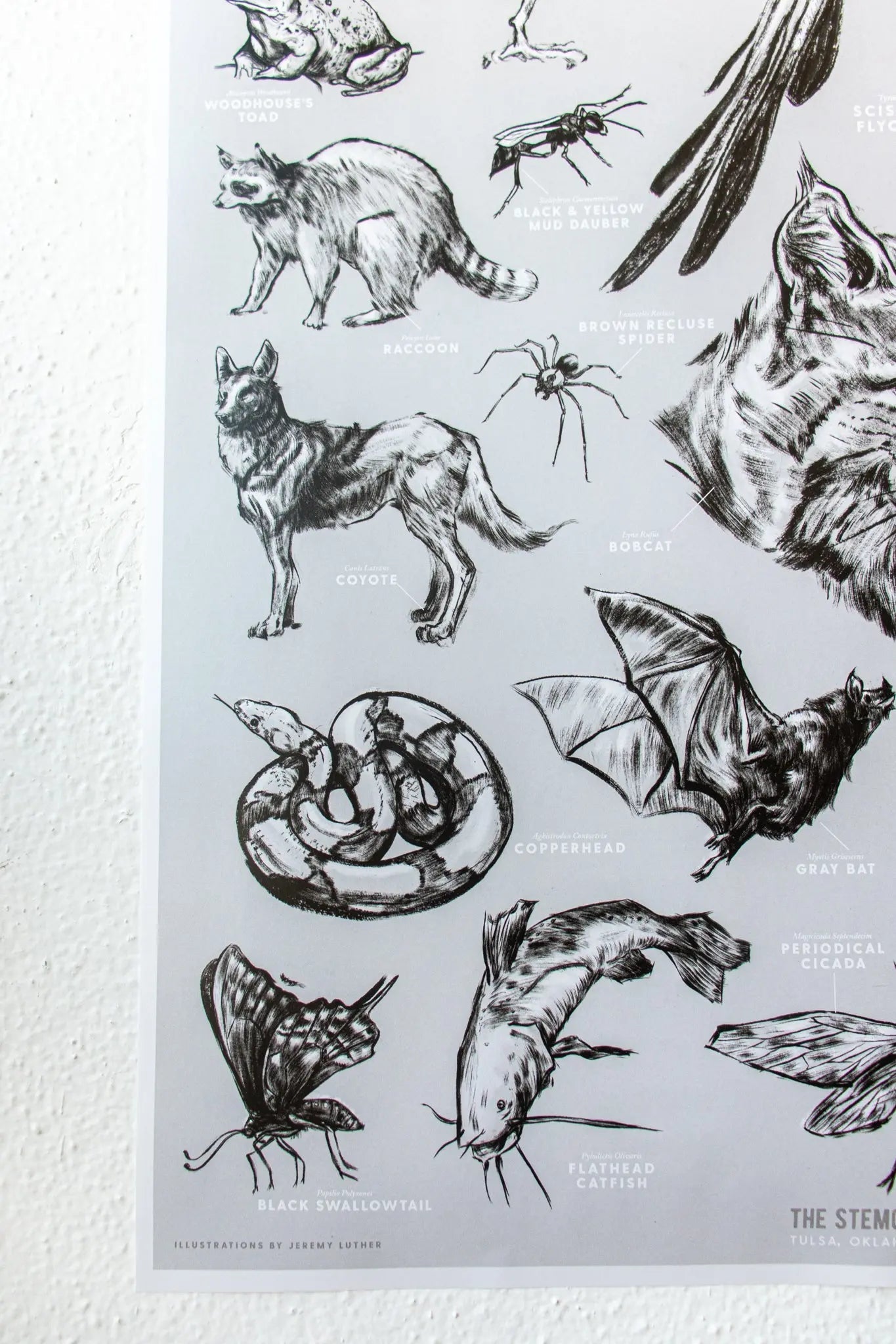 Oklahoma Wildlife Chart
