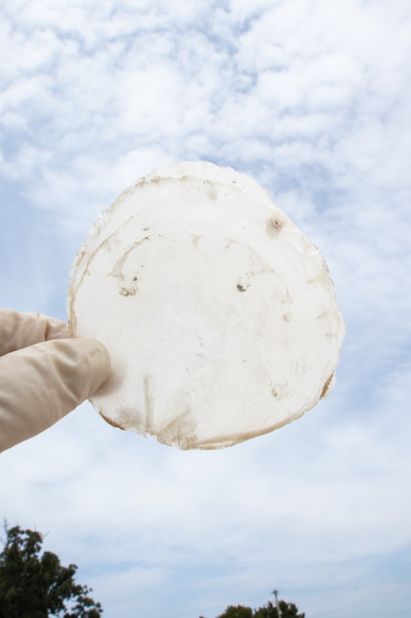 Windowpane Oyster Shell (Single)